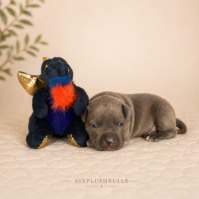 american bully