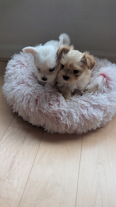 Morkie