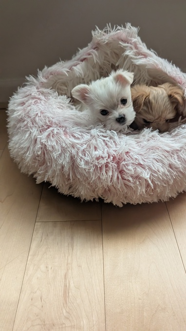 Morkie