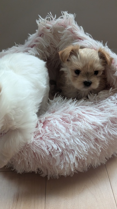 Morkie