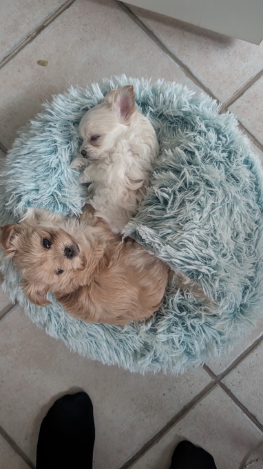 Morkie