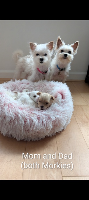 Morkie