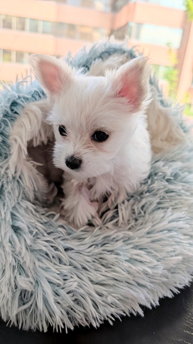 Morkie