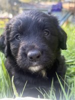 English shepherd/ Golden doodle
