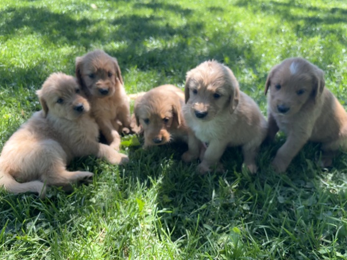Labradoodle