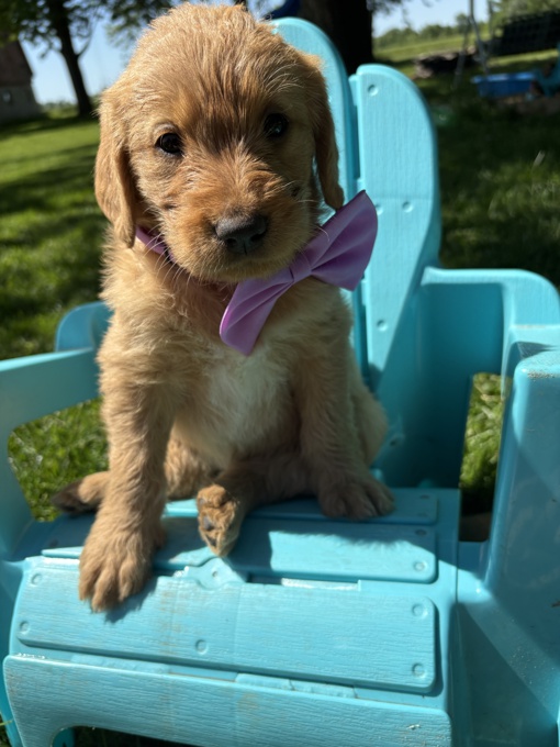Labradoodle