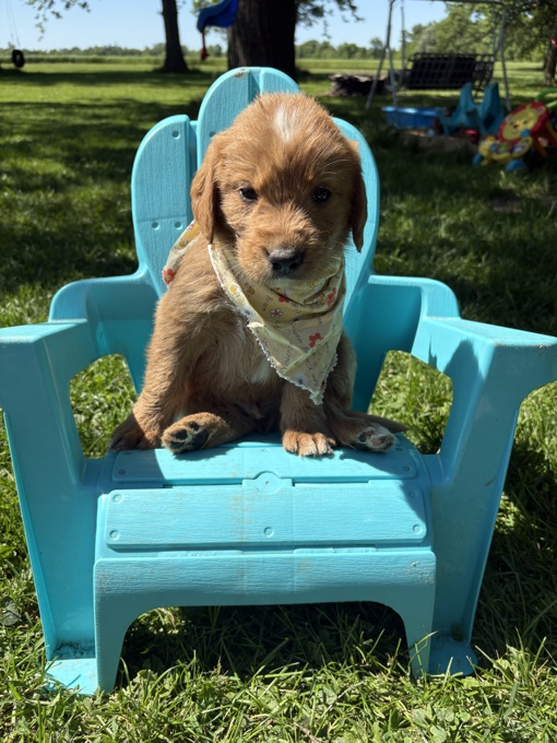 Labradoodle