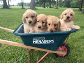 Labradoodle