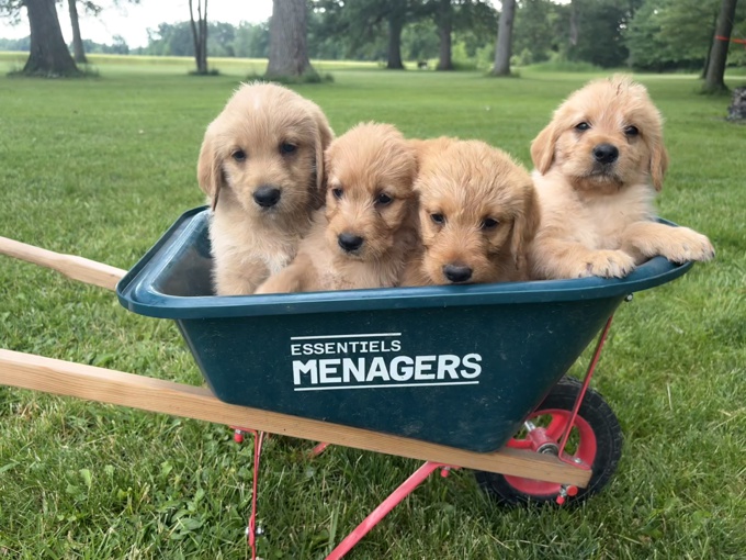 Labradoodle