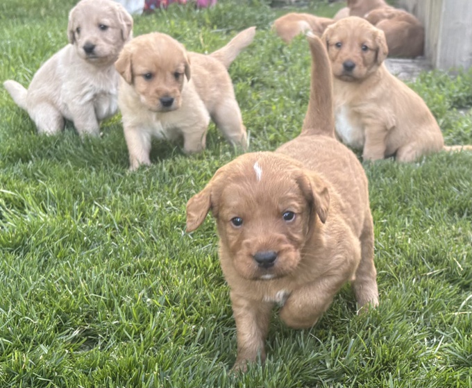 Labradoodle