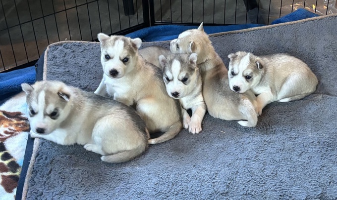 Siberian Husky