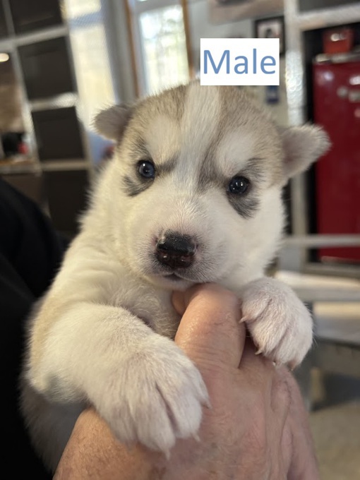 Siberian Husky