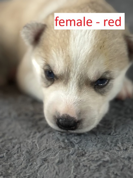 Siberian Husky
