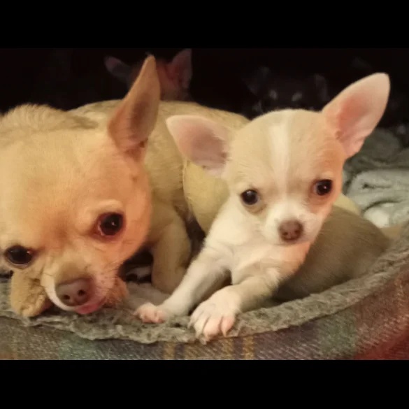 chihuahuas
