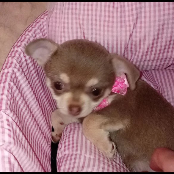 chihuahuas