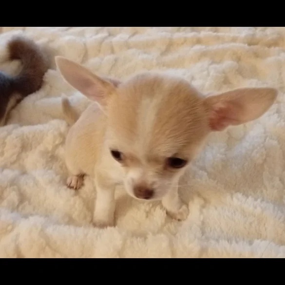 chihuahuas