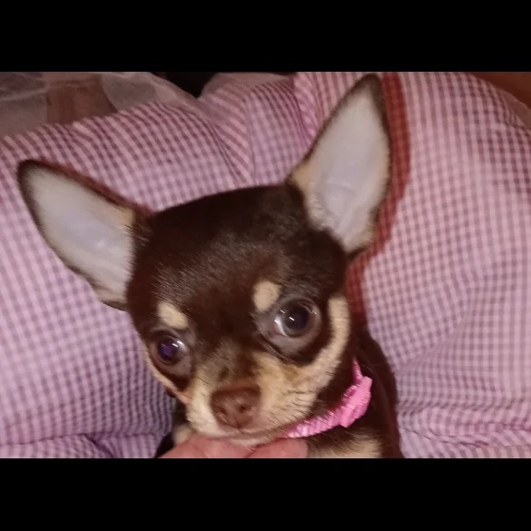 chihuahuas