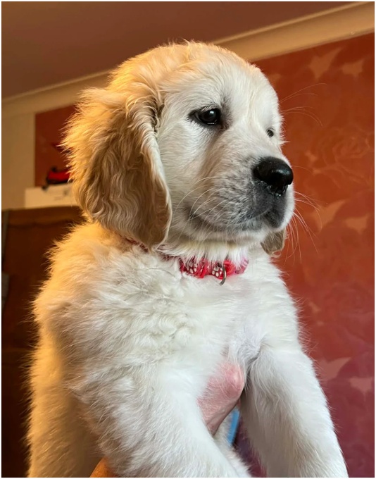 Golden Retriever