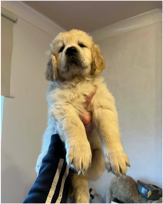 Golden Retriever