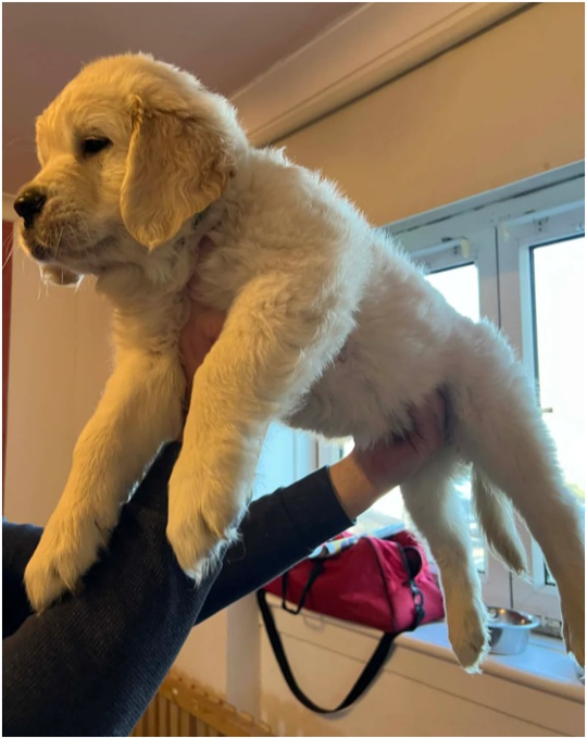 Golden Retriever