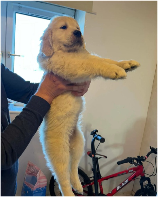Golden Retriever