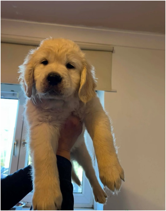 Golden Retriever