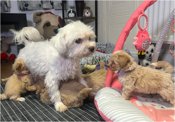 Cockapoo