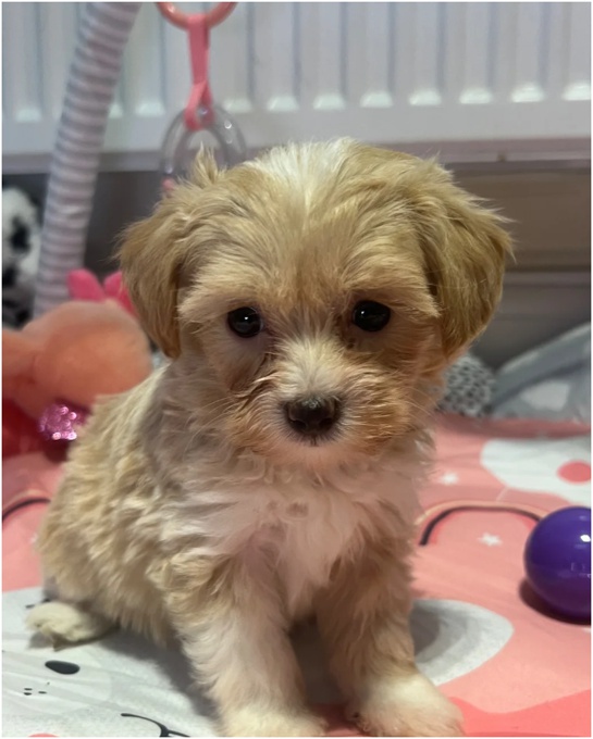 Cockapoo