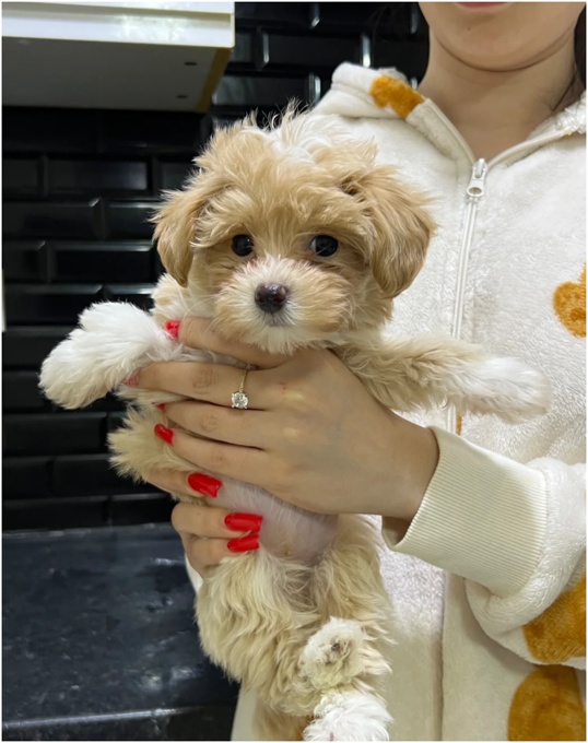 Cockapoo