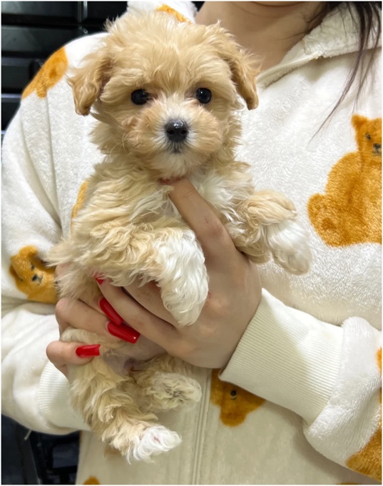 Cockapoo