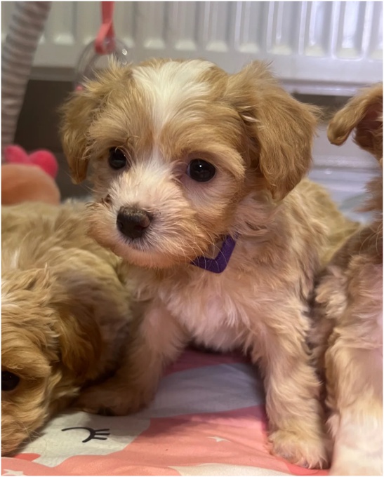 Cockapoo