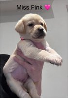 Labrador Ritriver