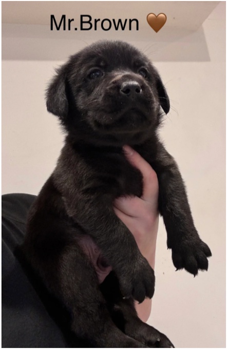 Labrador Ritriver