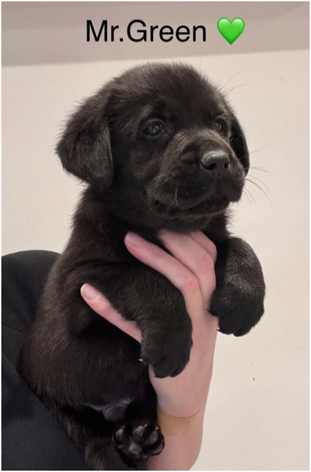 Labrador Ritriver