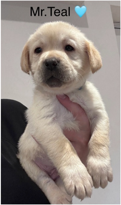 Labrador Ritriver