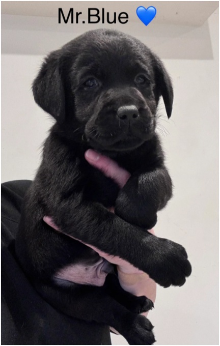Labrador Ritriver
