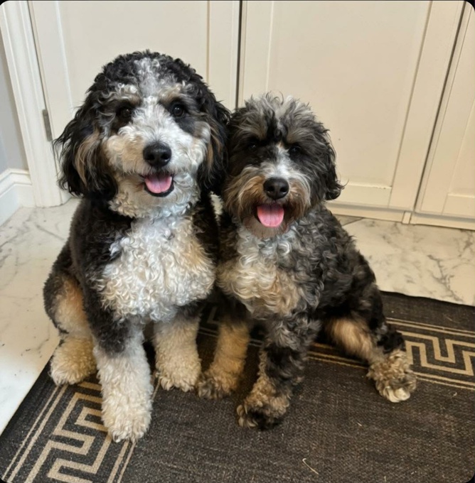 Mini Bernedoodle