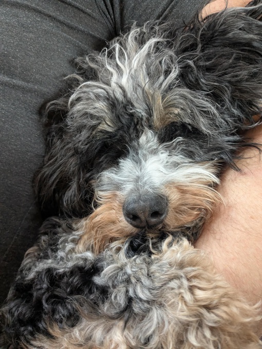 Mini Bernedoodle