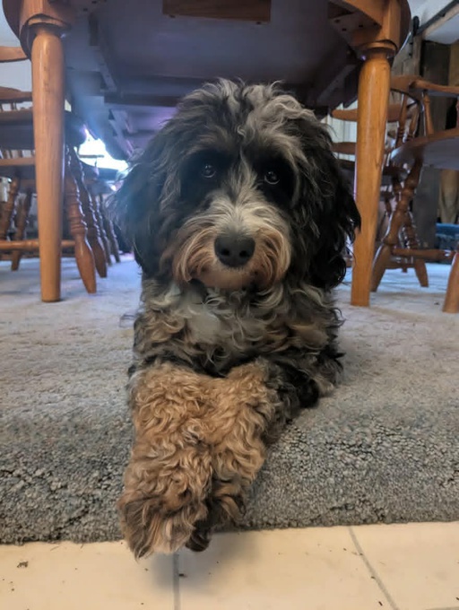 Mini Bernedoodle
