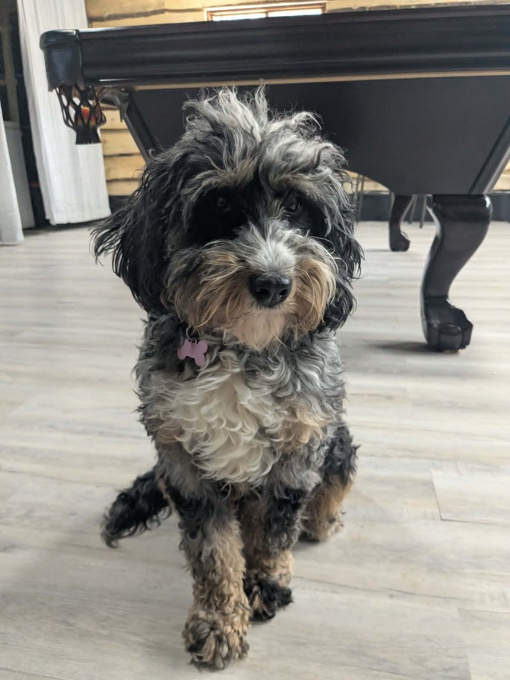 Mini Bernedoodle