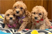 Cavapoo