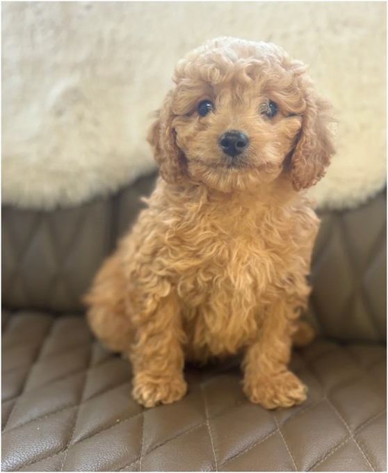Cavapoo