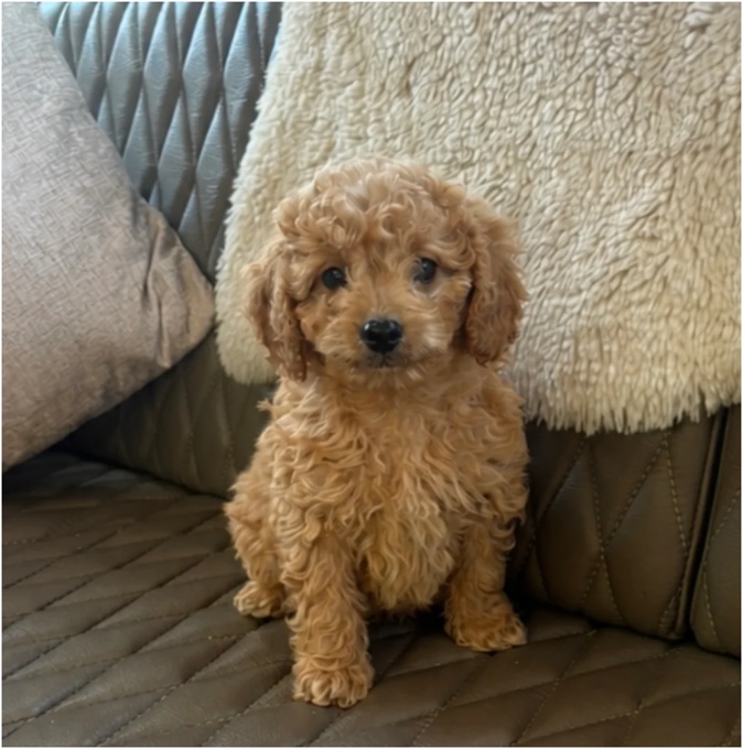 Cavapoo