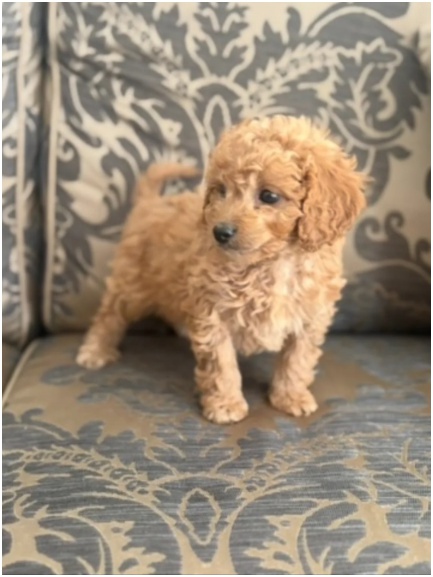 Cavapoo