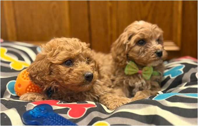 Cavapoo