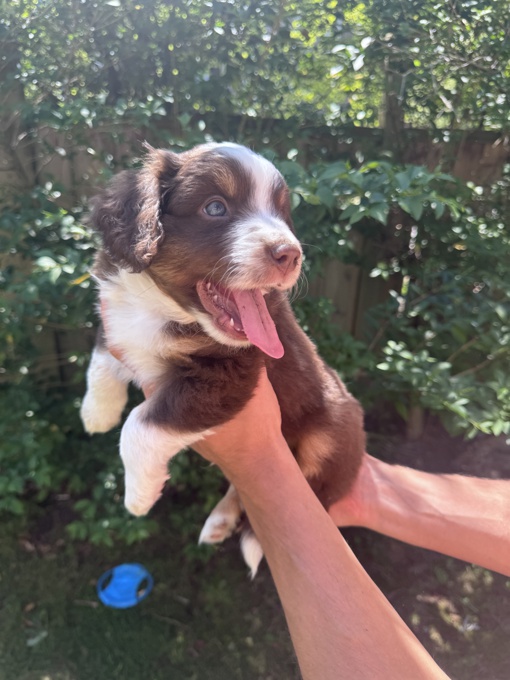 Miniature Australian shepherd