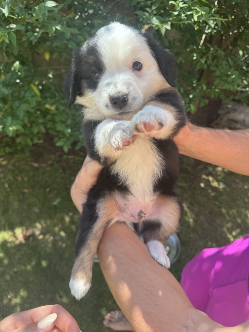 Miniature Australian shepherd