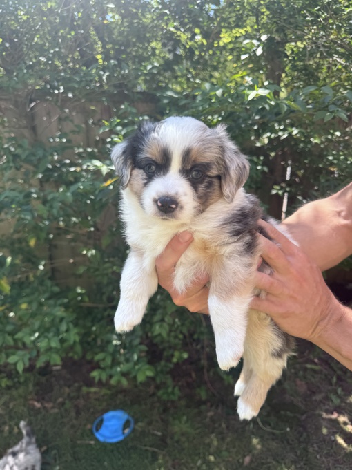 Miniature Australian shepherd