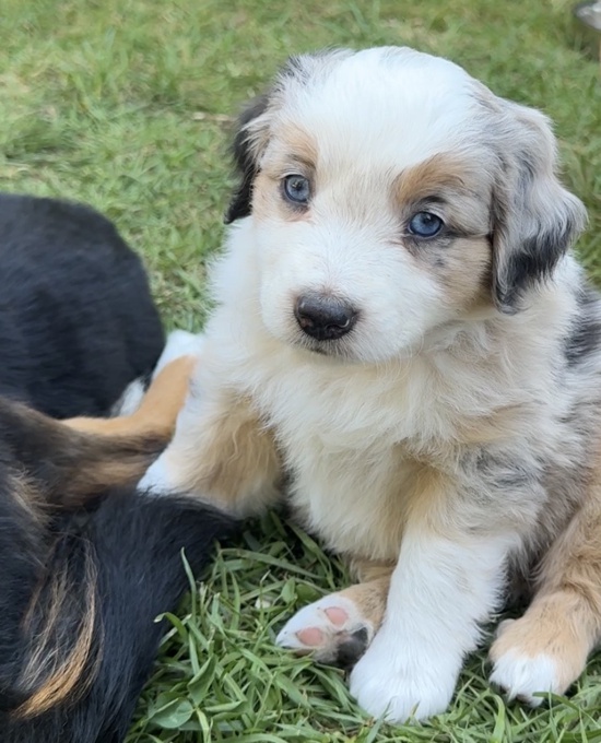 Miniature Australian shepherd