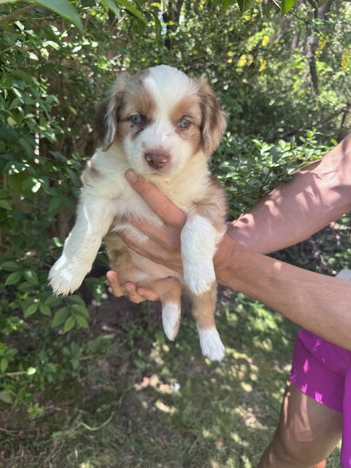 Miniature Australian shepherd